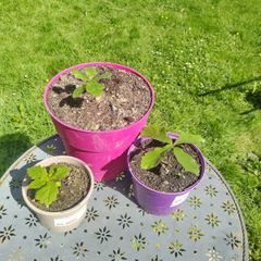 Potted Oak Trees