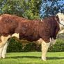 Simmental Bulls Image 4