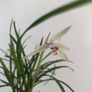 Cymbidium orchid Image 4