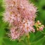 Spiraea plant Image 4