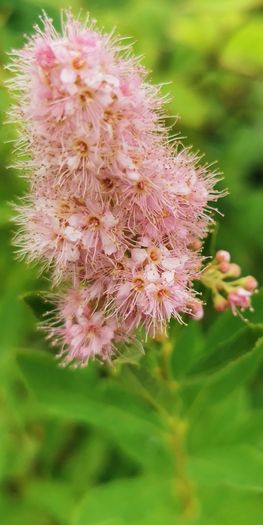 Spiraea plant