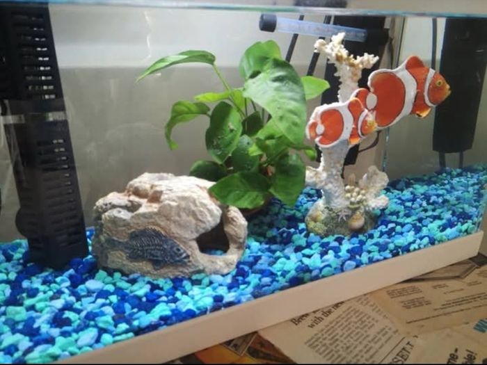 Fish tank
