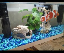 Fish tank