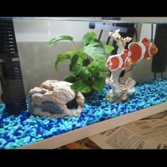 Fish tank