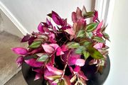 tradescantia plant