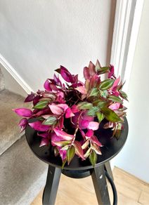 tradescantia plant