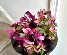 tradescantia plant