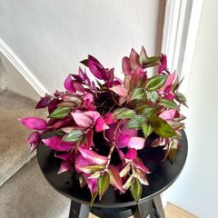 tradescantia plant