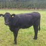 Cattle Image 4