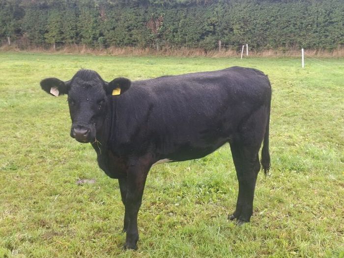 5 Heifers. 5 good condition heifers