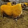 Sheep - two very good quality scottish blackface s Image 2