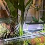 Aquarium Plants Echinodorus Gigant 80-120 cm Image 9