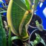 Mother in laws Tongue House plant Image 4