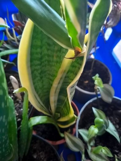 Mother in laws tongue house plant