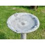 Bird Bath Rose BB010 Image 2