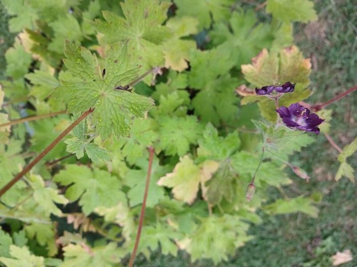2 Flower plants