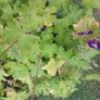 2 Flower plants Image 3