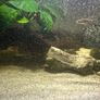 60lt fish tank with loads of extras Image 3