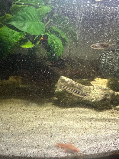60lt fish tank with loads of extras