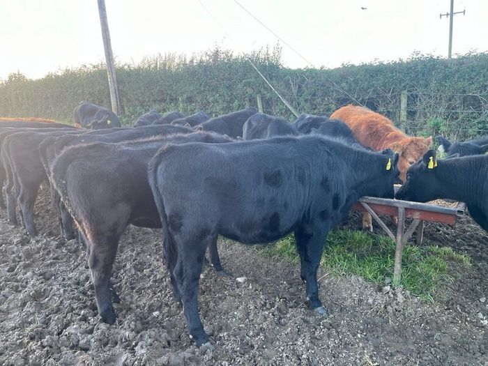 AAX heifers