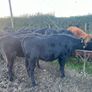AAX heifers Image 8
