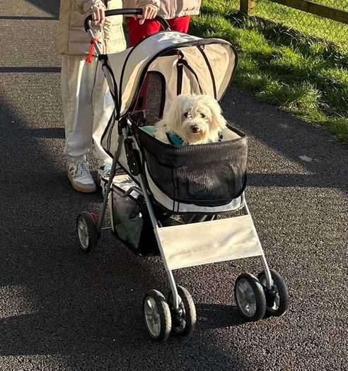 Dog buggy