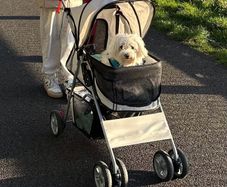 Dog buggy