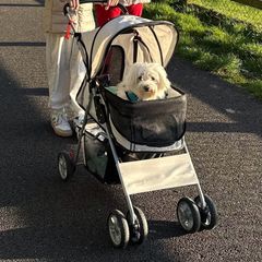 Dog buggy