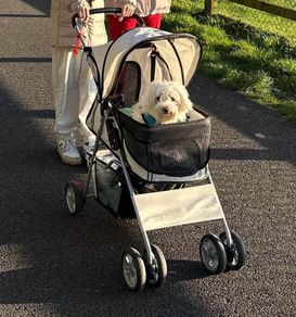 Dog buggy