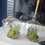 2 artyficial plant in glass bowl Image 3