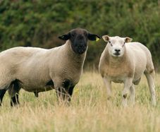 Rams