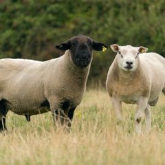 Rams
