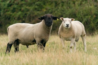Rams
