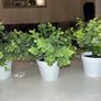 Small Artificial Plants Image 3