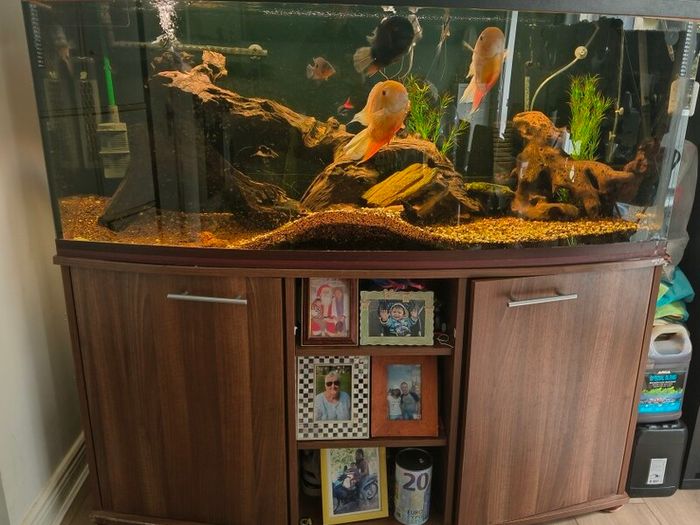 Large Aquarium for Sale