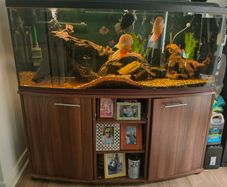 Large Aquarium for Sale