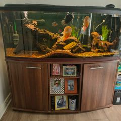 Large Aquarium for Sale