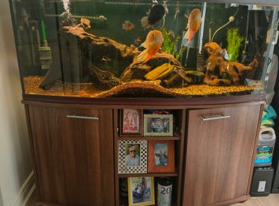 Large Aquarium for Sale