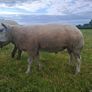 Purebred Beltex Ram Image 7