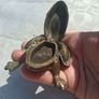 Midcentury Italian Crab and Frog Brass Ashtrays Image 10