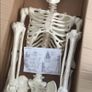 Skeleton posable Image 3