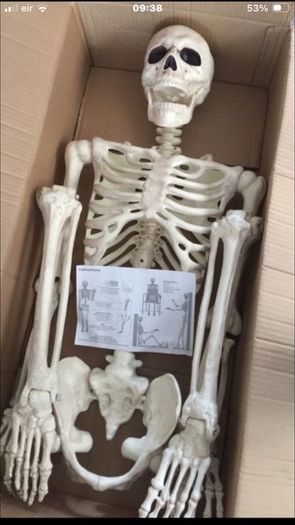 Skeleton
