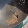 Bbq Image 7