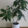 Plant decor Image 4