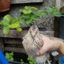 quail Image 4