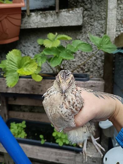 quail