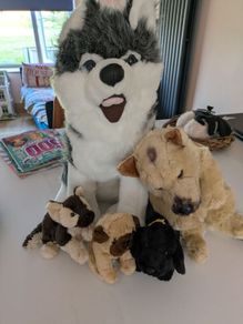 dog teddies/ soft toys