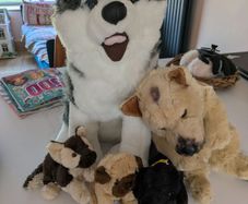 dog teddies/ soft toys