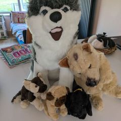 dog teddies/ soft toys