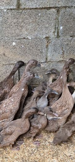Ducks, Drakes, Ducklings